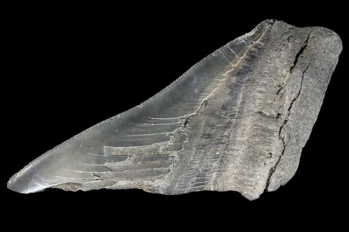Partial Fossil Megalodon Tooth - Serrated Blade #89455